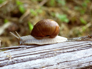 snail