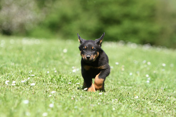 petit berger de beauce marchant de face à la campagne