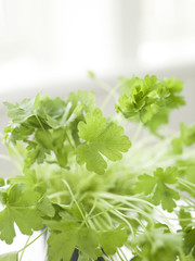 Close up of Fresh parsley