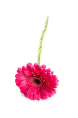 Gerbera flower isolated on the white background