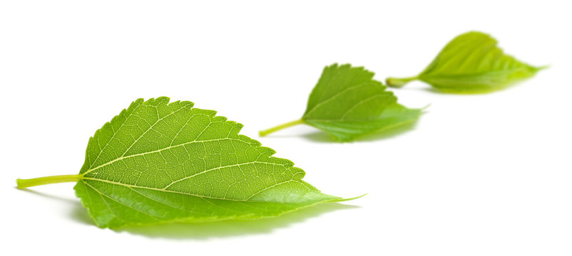 image de nature et écologie - feuille verte détouré sur blanc