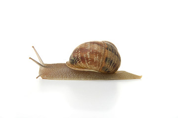 escargot de bourgogne