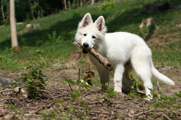 berger blanc suisse jouant avec son bâton à la campagne