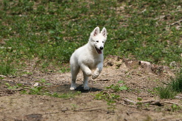 berger blanc suisse bondissant