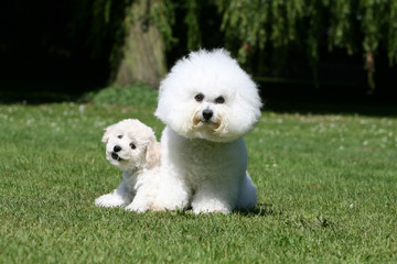 mère bichon frisé assise de face et son rigolo petit chiot