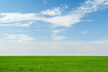 beautiful green field and blue sky