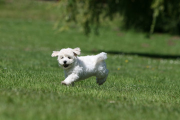 rigolo petit chiot bichon frisé sautillant dans le jardin