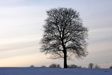 Baumsilhouette im Schnee