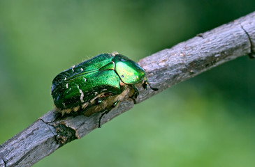 Rosenkäfer