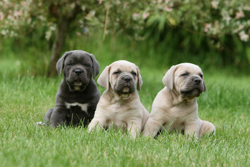 trois chiots cane corso assis cote a cote dans le jardin