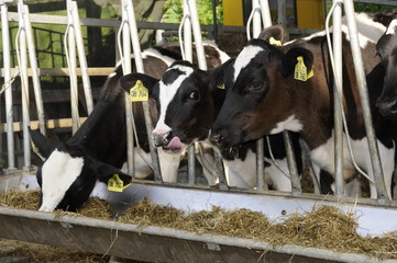 Kälber in einem Stall