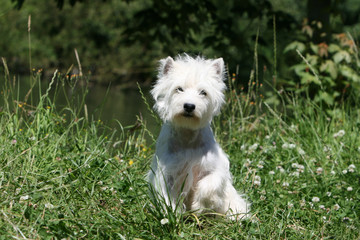 westie assis vu de face dans le jardin au printemps