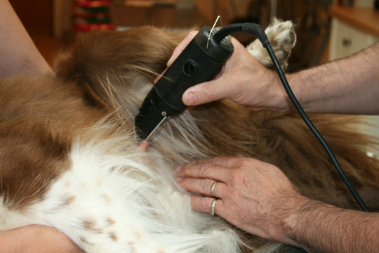 v&eacute;t&eacute;rinaire rasant une chienne en vue d'une op&eacute;ration