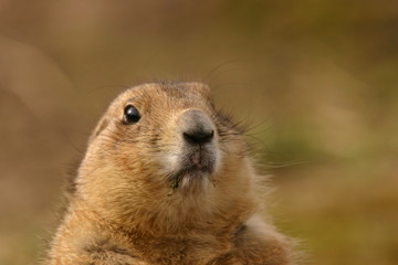 Prairie Marmot