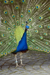 male blue peafowl
