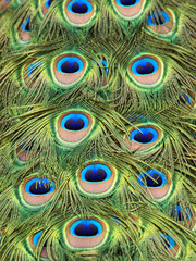 Obraz premium peacock tail feathers background