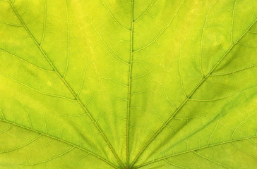 Naklejka na ściany i meble Macro of a green maple leaf