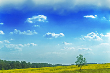 landscape with lone tree