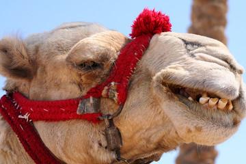 Lachendes Kamel