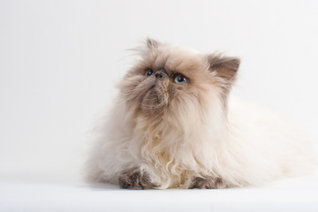 Male persian cat breed