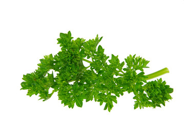 Petersilie - parsley 11