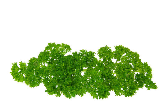 Petersilie - parsley 12
