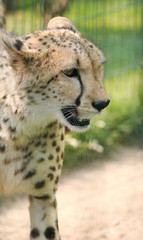 leopardo