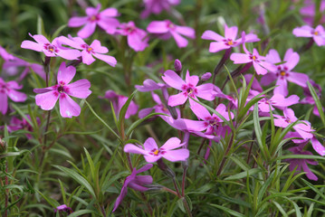Polsterphlox