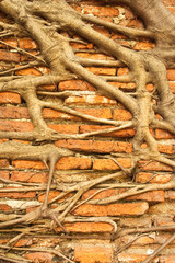 Brick wall and roots