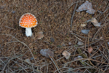 Fliegenpilz (Amanita)