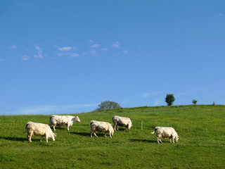 Obraz na płótnie Canvas Kühe auf der Weide