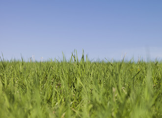 Green grass towards blue sky