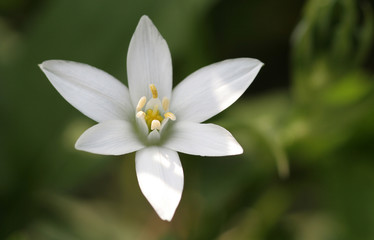Dolden Milchstern
