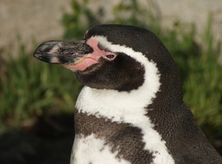 Humboldt Penguin - Side Profile