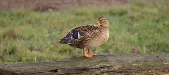 Mallard on log