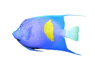 Isolated angelfish on a white background