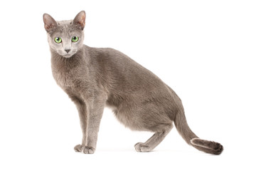 Portrait of a russian blue cat