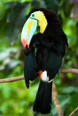 toucan