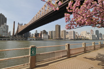 Queens boro bridge and cherry blossom.