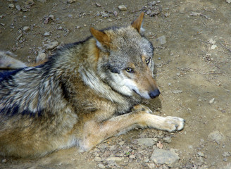 Fototapeta premium Mythos - Wolf