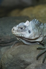 Lesser Antilles Iguana