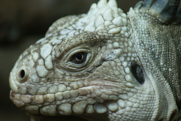 Lesser Antilles Iguana