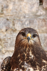 Harris Hawk