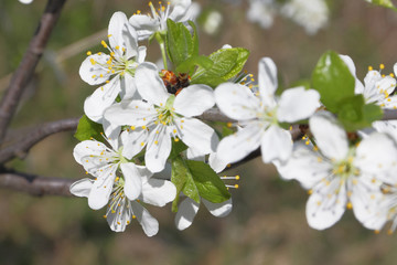 Apple blossom