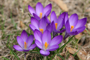 blue crocus