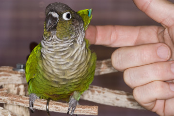 Green Cheek Conure gets an itch scratched