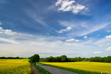 Fototapeta na wymiar Kraj drogowego pod błękitne niebo