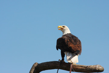 Bald Eagle portrait