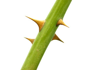 Abschnitt eines Blumenstiels mit Dornen