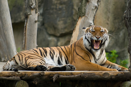 Roaring tiger lies on the wooden bridge